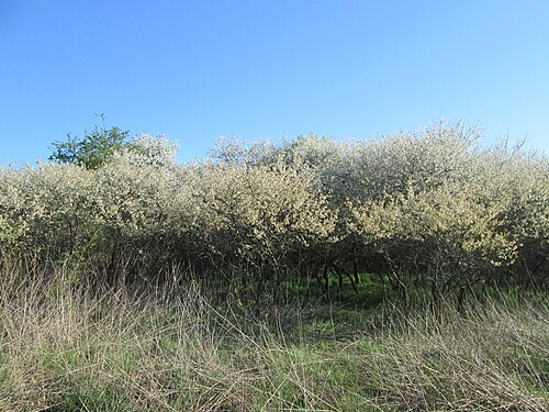 Sour cherry: Sauerkirsche ( Prunus cerasus ) im Güdinger Allmet, offenbar ausgewildert als Rest einer Streuobstwiese, buschförmig wachsend