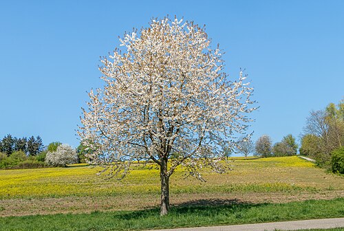 Sour cherry: A blossoming sour cherry tree, Prunus cerasus L. , Hohenwettersbach , Karlsruhe , Germany .