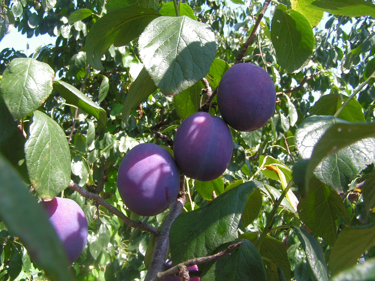 European plum: Fruits of Prunus domestica