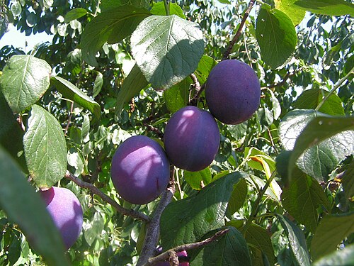 European plum: Fruits of Prunus domestica