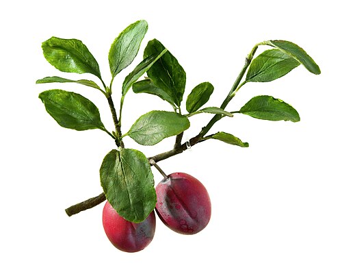 European plum: Botanical model of Eirinen or Plum (Prunus domestica) made from wax and dried plant material. Made by model maker W.E.Mayes.