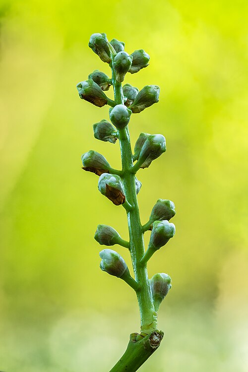 Cherry laurel: Developing flower buds of a ( Prunus laurocerasus ). Focus stack of 14 photos.