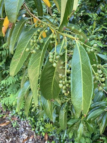 Cherry laurel (Prunus laurocerasus)