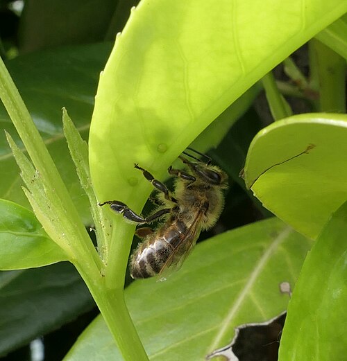 Cherry laurel: A honeybee ( Apis mellifera ) collects nectar from extrafloral nectaries of a Pontic laurel cherry