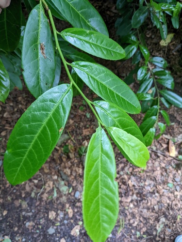 Cherry laurel (Prunus laurocerasus)