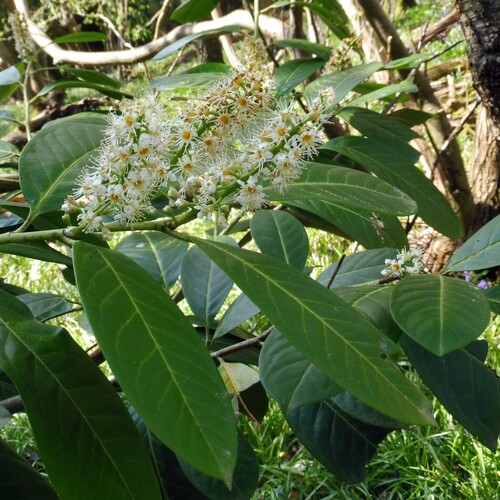 Cherry laurel (Prunus laurocerasus)
