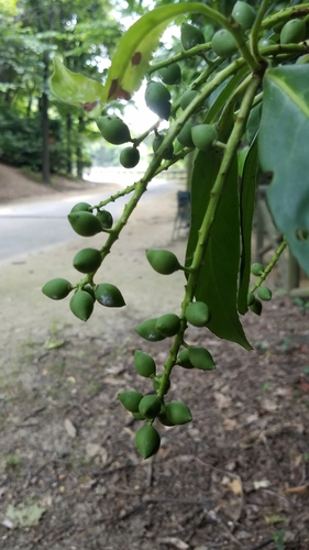 Cherry laurel (Prunus laurocerasus)