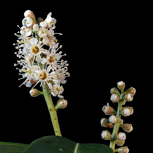 Cherry laurel: Prunus laurocerasus - Inflorescence