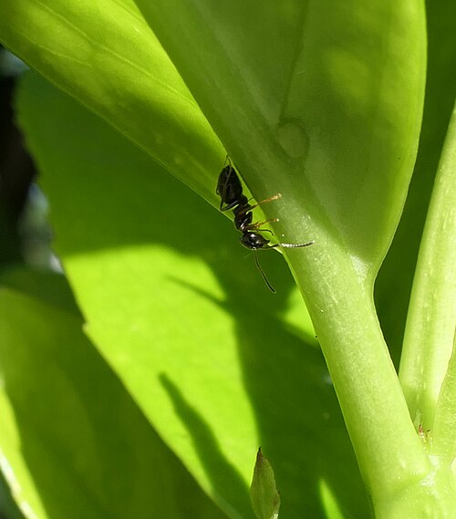Cherry laurel: Ant ( Formicidae ) feeding on extrafloral nectaries of a Pontic laurel cherry