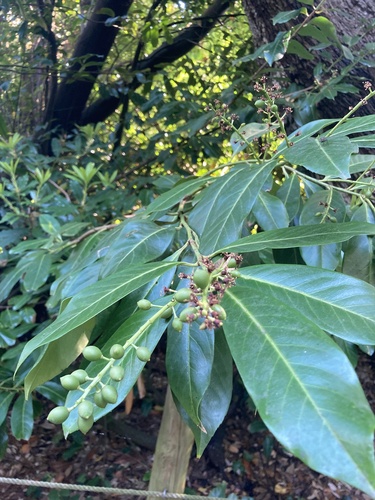 Cherry laurel (Prunus laurocerasus)