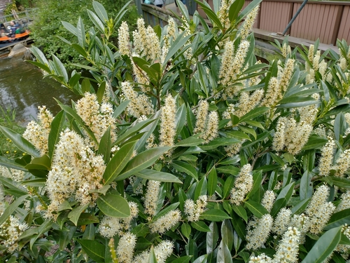 Cherry laurel (Prunus laurocerasus)