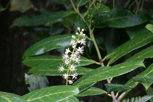 Cherry laurel (Prunus laurocerasus)
