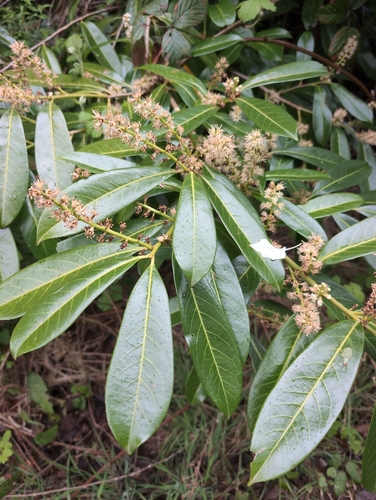 Cherry laurel (Prunus laurocerasus)
