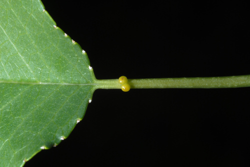 St lucie cherry (Prunus mahaleb)