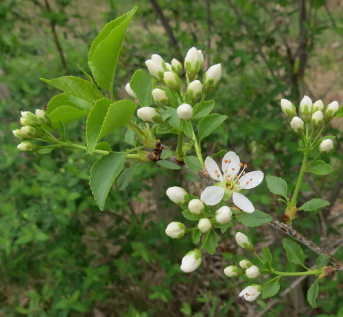 St lucie cherry (Prunus mahaleb)