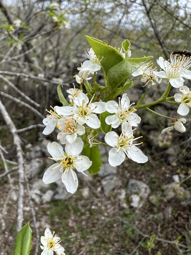 St lucie cherry (Prunus mahaleb)