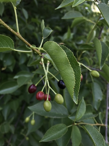 St lucie cherry (Prunus mahaleb)