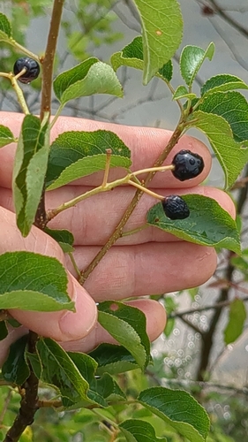 St lucie cherry (Prunus mahaleb)