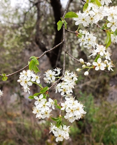 St lucie cherry (Prunus mahaleb)