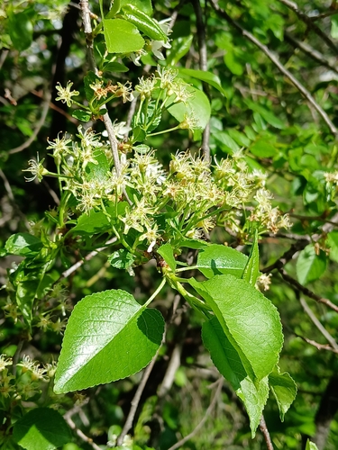 St lucie cherry (Prunus mahaleb)