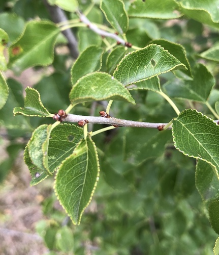St lucie cherry (Prunus mahaleb)