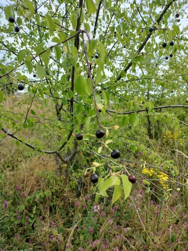 St lucie cherry (Prunus mahaleb)
