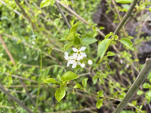 St lucie cherry (Prunus mahaleb)