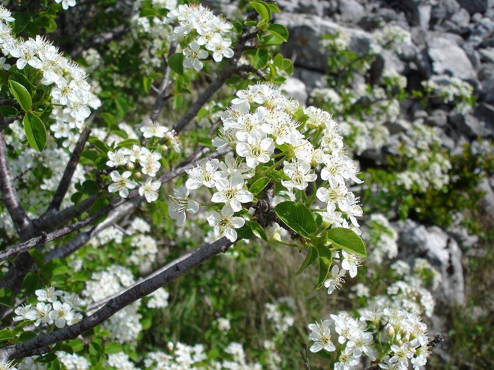 St lucie cherry (Prunus mahaleb)