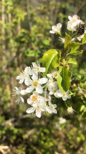 St lucie cherry (Prunus mahaleb)