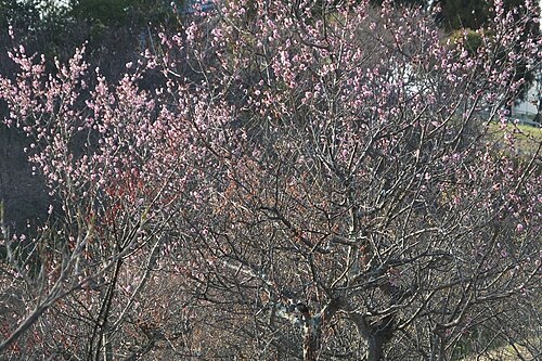 Japanese apricot: 2026-03-28 Prunus mume at Ishigadani Park