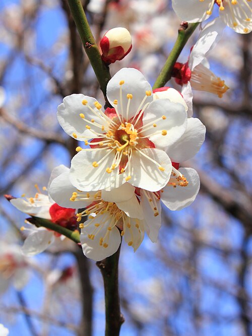 Japanese apricot: Ume flower (white plum), at Kadokawa Garden, Suginami Ward, Tokyo