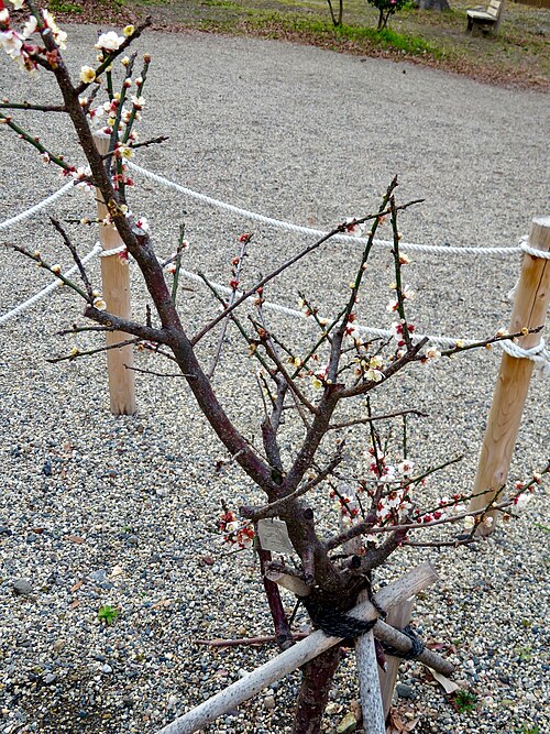 Japanese apricot: 金シャチ横丁 義直ゾーンに植えられてる「家康梅（いえやすばい）」。説明によれば「家康梅」は梅を愛した徳川家康が自身の11男で後の水戸藩初代藩主となる徳川頼房の出生を祝い自ら植樹したものとのこと。そして家康を祀る静岡県静岡市の久能山東照宮から「家康梅」の枝を譲り受けた寄贈者が接ぎ木して育て、金シャチ横丁に寄贈し植えられた