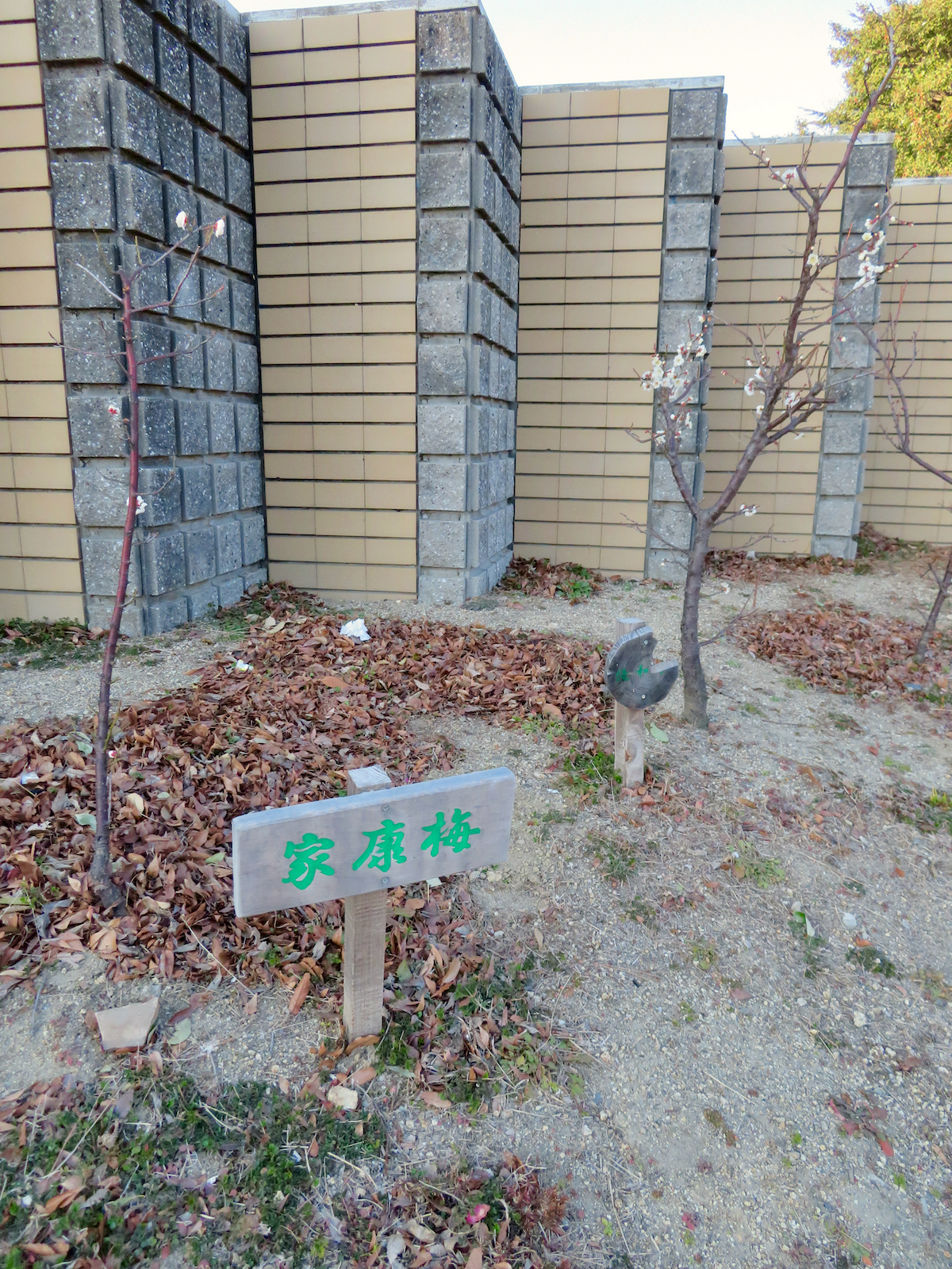 Japanese apricot: 荒子公園に植えられてる「家康梅（いえやすばい）」。