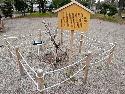 Japanese apricot: 金シャチ横丁 義直ゾーンに植えられてる「家康梅（いえやすばい）」。説明によれば「家康梅」は梅を愛した徳川家康が自身の11男で後の水戸藩初代藩主となる徳川頼房の出生を祝い自ら植樹したものとのこと。そして家康を祀る静岡県静岡市の久能山東照宮から「家康梅」の枝を譲り受けた寄贈者が接ぎ木して育て、金シャチ横丁に寄贈し植えられた
