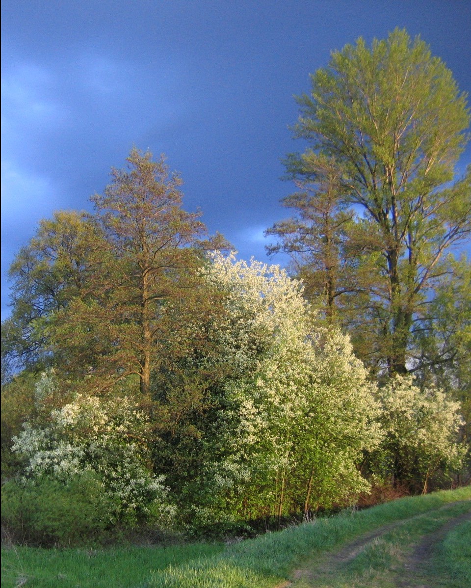Bird cherry: Bird Cherry ( Prunus padus ) in flower, common alder ( Alnus glutinosa ), black poplar ( Populus nigra ) - Widawa river flood plain near the Sołtysowicki Forest