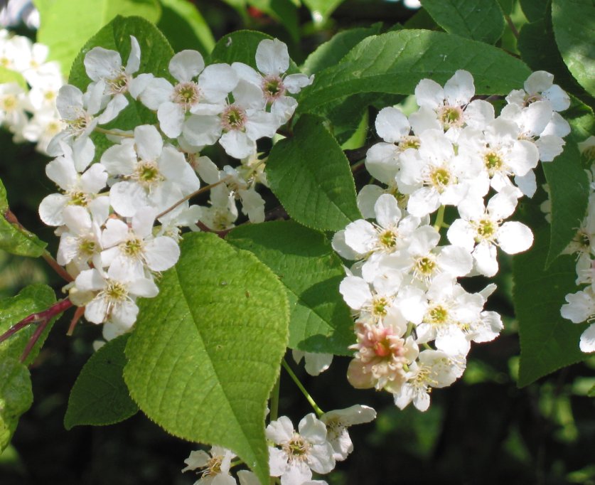 Bird cherry: Prunus padus (Vogelkers);
