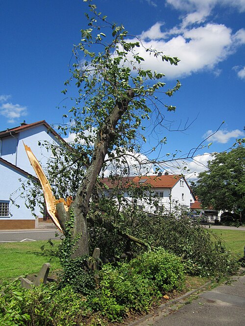 Bird cherry: Sturmschaden am 21. Juni 2013 an einer Traubenkirsche