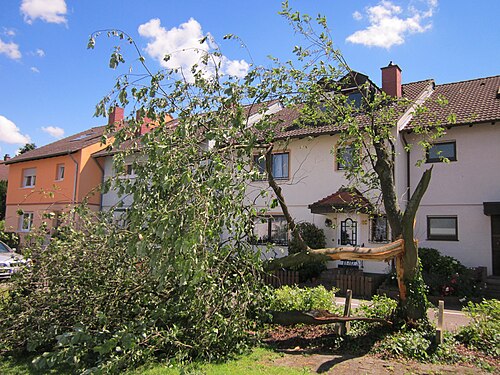 Bird cherry: Sturmschaden am 21. Juni 2013 an einer Traubenkirsche