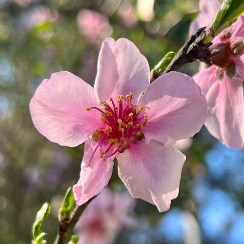 Peach (Prunus persica)