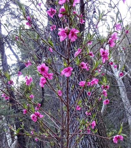 Peach (Prunus persica)