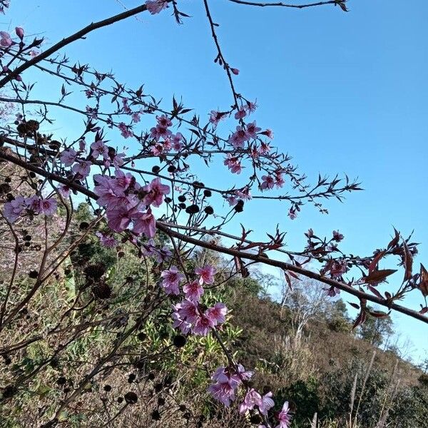 Peach (Prunus persica)