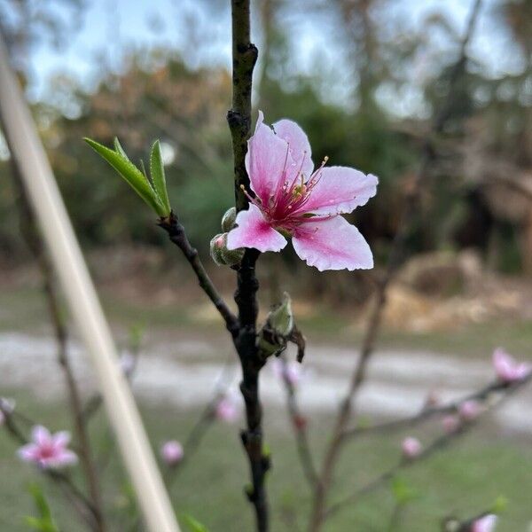 Peach (Prunus persica)