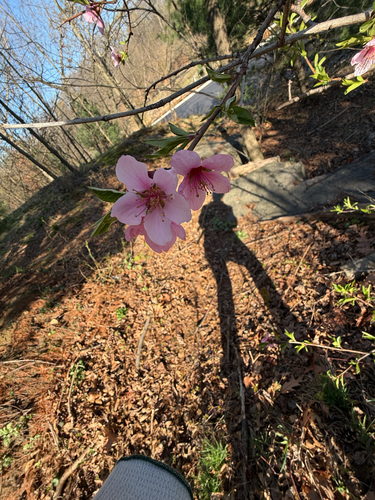 Peach (Prunus persica)