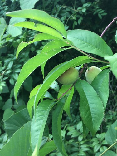 Peach (Prunus persica)