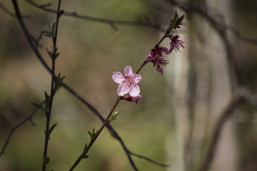 Peach (Prunus persica)