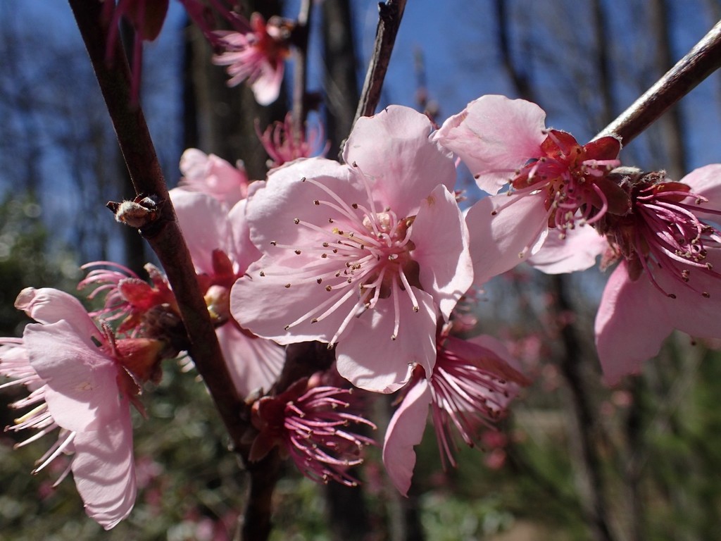 Peach (Prunus persica)