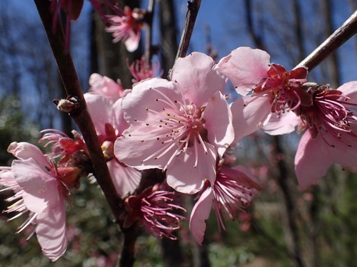Peach