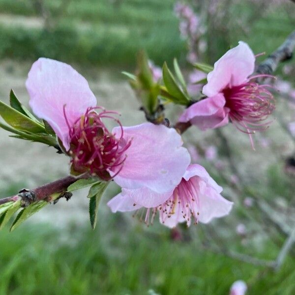 Peach (Prunus persica)