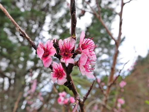 Peach (Prunus persica)