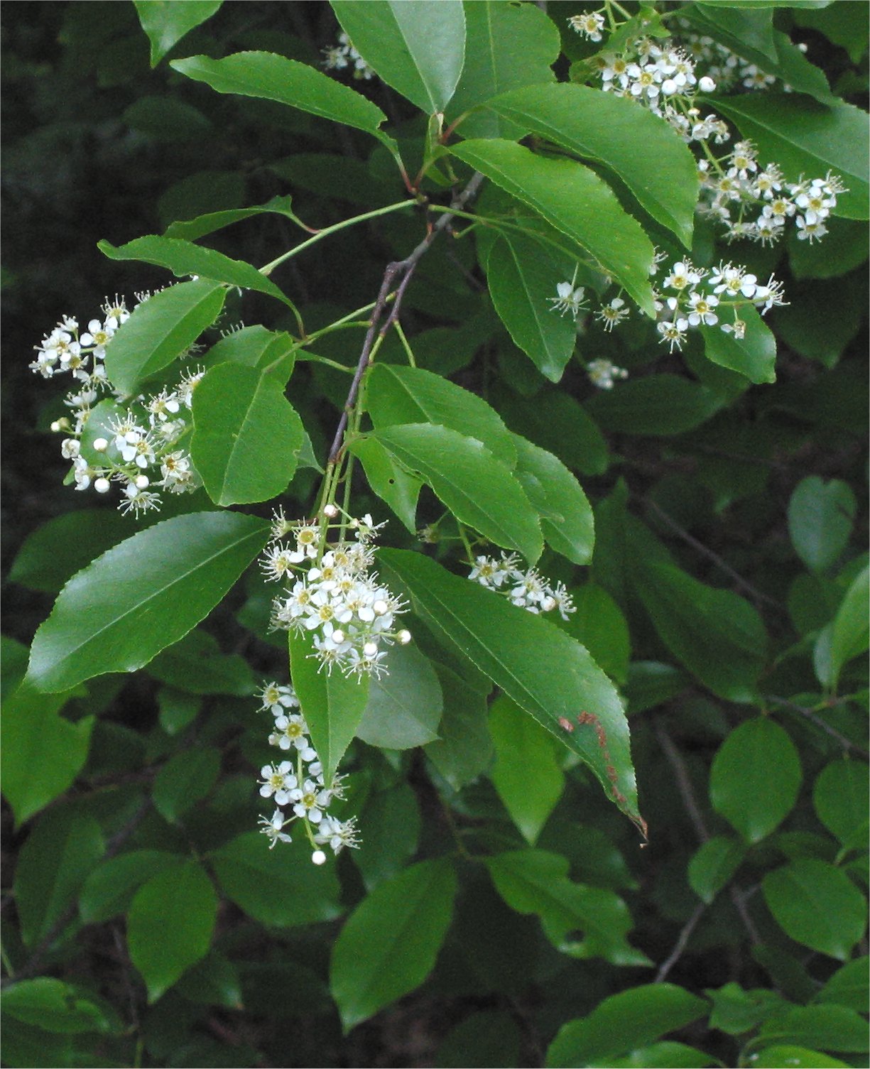 Black cherry (Prunus serotina)